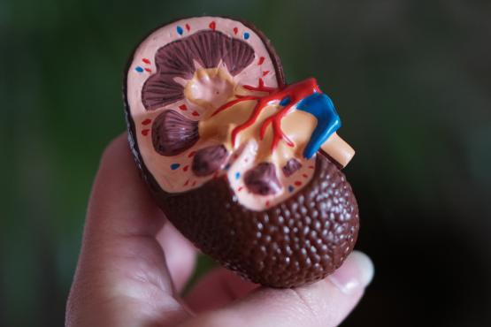 hand holding a model of a kidney hand holding a model of a kidney